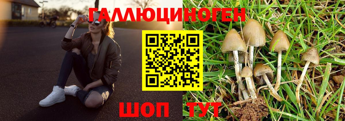 Королёв  Галлюциногенные грибы Cubensis  Вход с VPN 